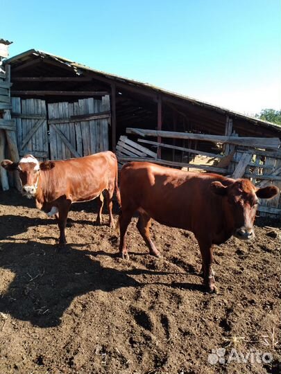 Телки стельные