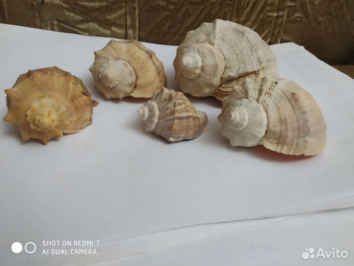 Ракушки. За все