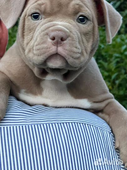 Американский булли