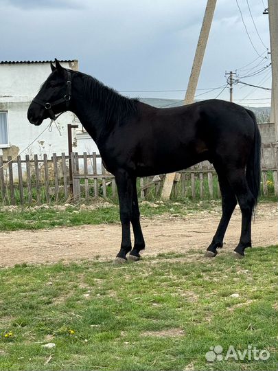 Карачаевский жеребец