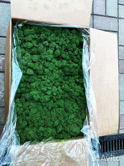 Стабилизированный ягель мох