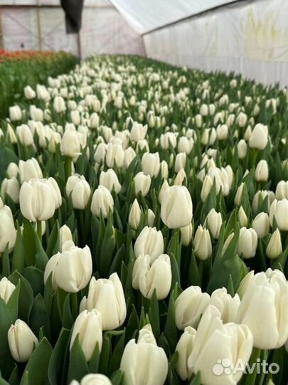Тюльпаны оптом