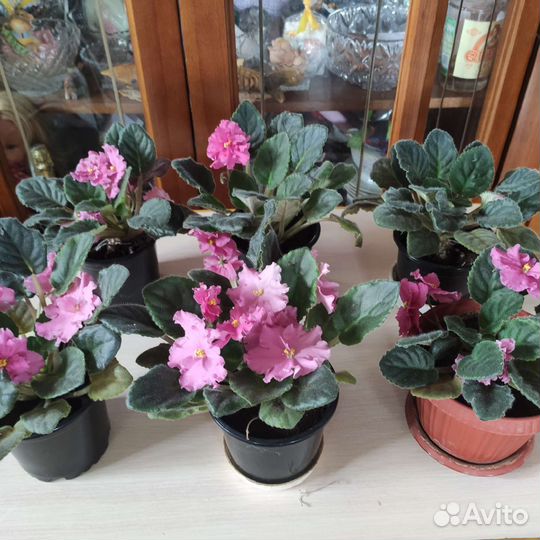 Цветущие фиалки