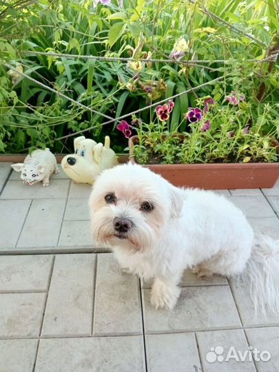 Мальтийская болонка вязка