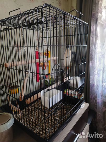 Попугай корелла с клеткой