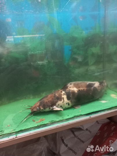 Сом клариус