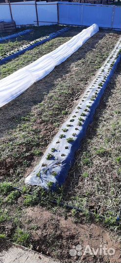 Пленка для клубники мульчирующая с перфорацией