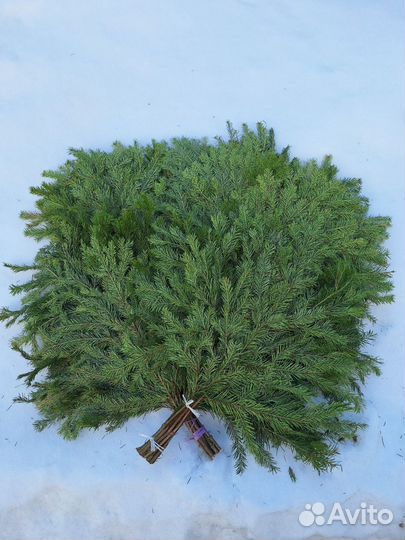 Веники для бани. Пихта Только оптом от 100шт