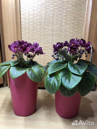 Сортовые фиалки цветущие