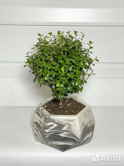 Бонсай мирсина XL дерево подарок букет цветы