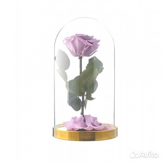 Живая роза в колбе