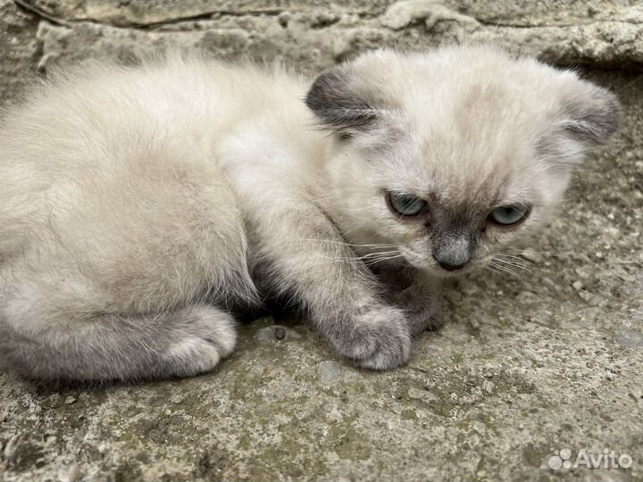 Вислоухие котята