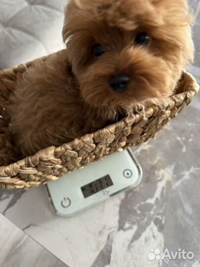 Мальтипу супер микро