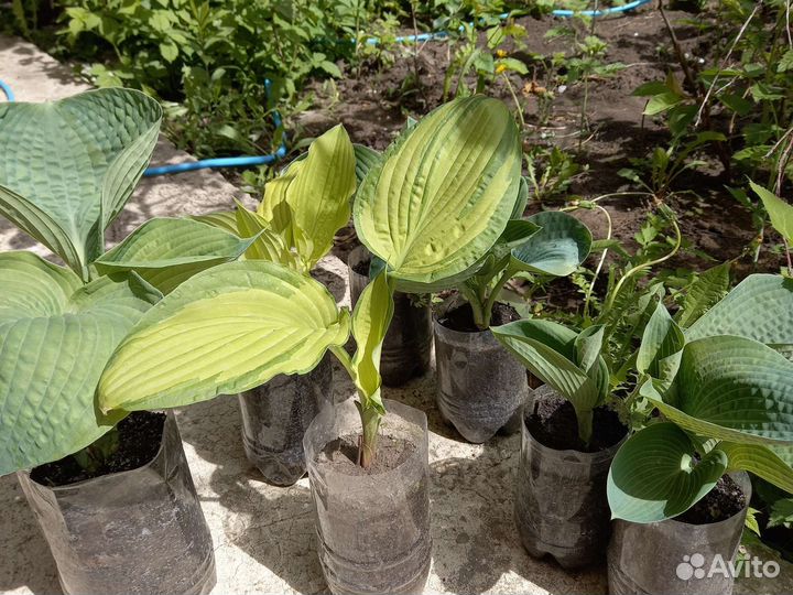 Рассада гортензии