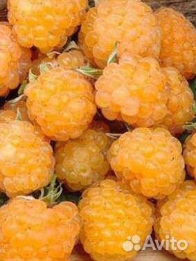 Саженцы малины зкс