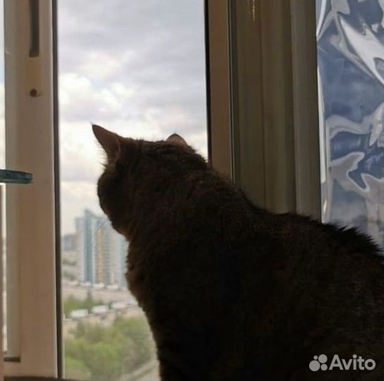 Москитная сетка Антикошка