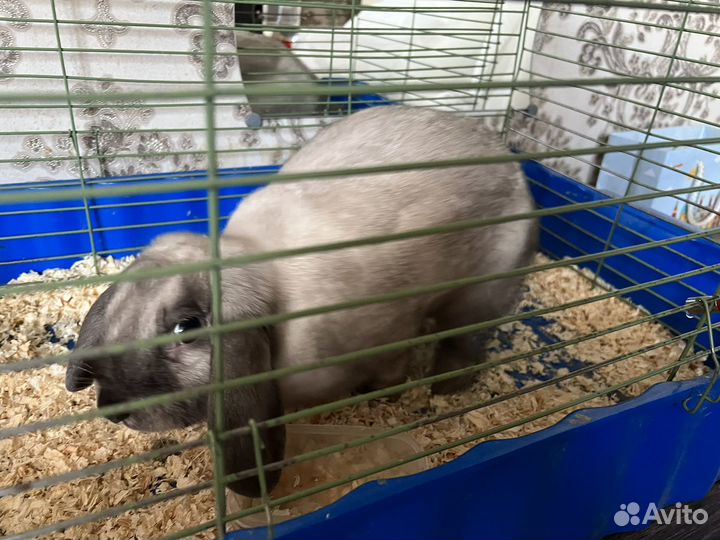 Декоративные кролики вислоухие