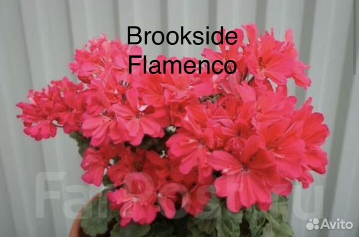 Пеларгонии