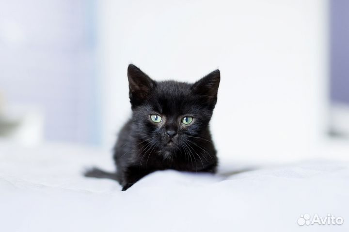 Котята Чернушечки