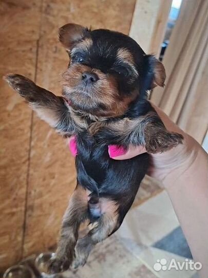 Продам малышку йорка