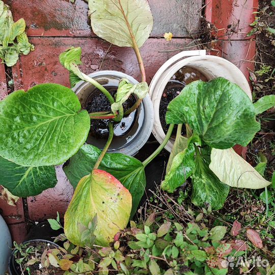 Медуница пятнистая. Бадан