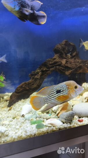 Аквариумные рыбки