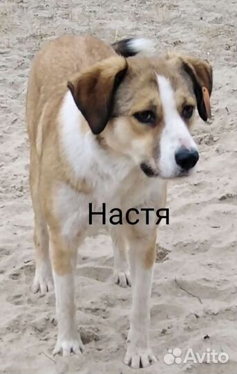 Собака для души