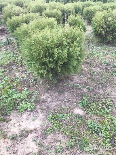 Туя вудварди