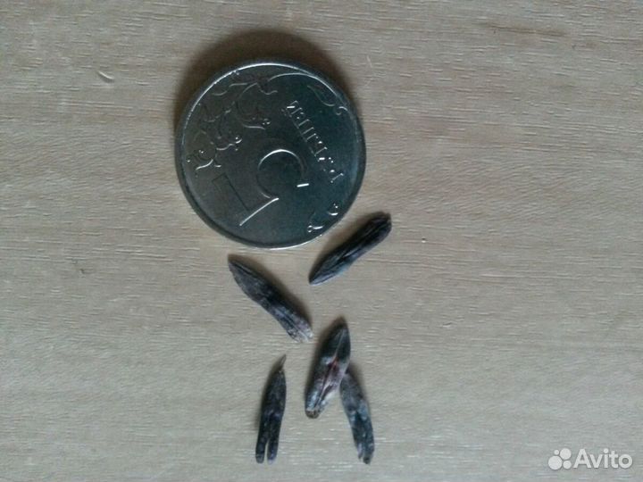 Семена усьма из Таджикистана для роста бровей