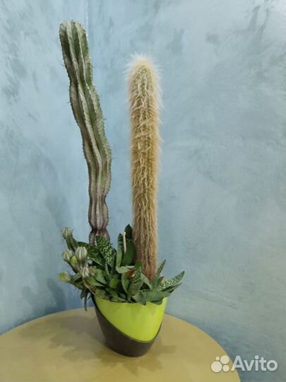 Кактусы и суккуленты