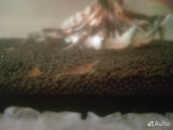 Аквариумные креветки вишня