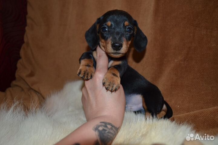 Щенки кроличей таксы. РКФ. Питомник