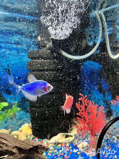 Аквариум с рыбками