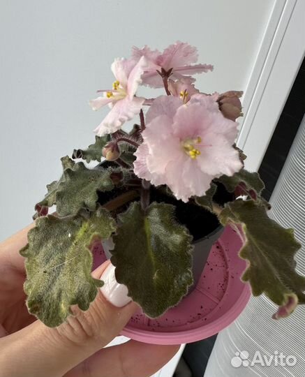 Фиалка сортовая Rob's Sarsparilla