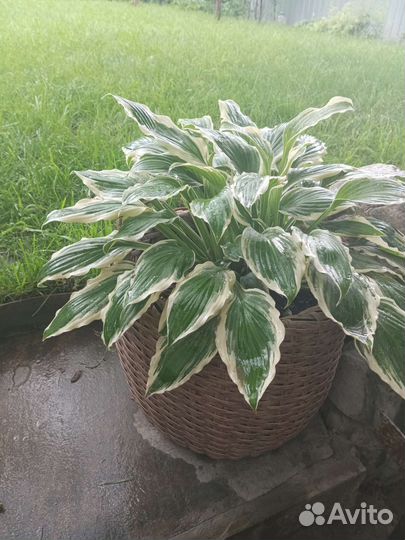 Кашпо для цветов