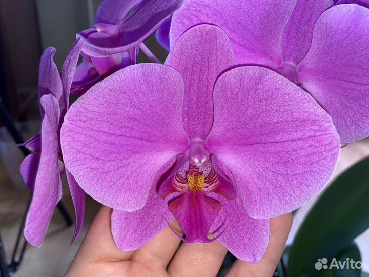 Orchid Gardens (With images) Orchid bowl, Orchids, Orchid arrangements
