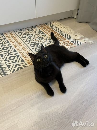 Передержка кошек