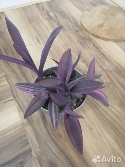 Традесканция пурпурная вариегатная