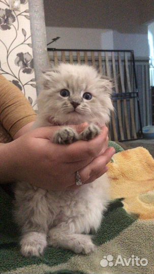 Невска маскарадная кошка