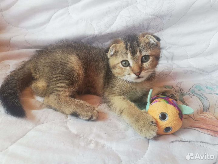 Шотландский вислоухий котенок