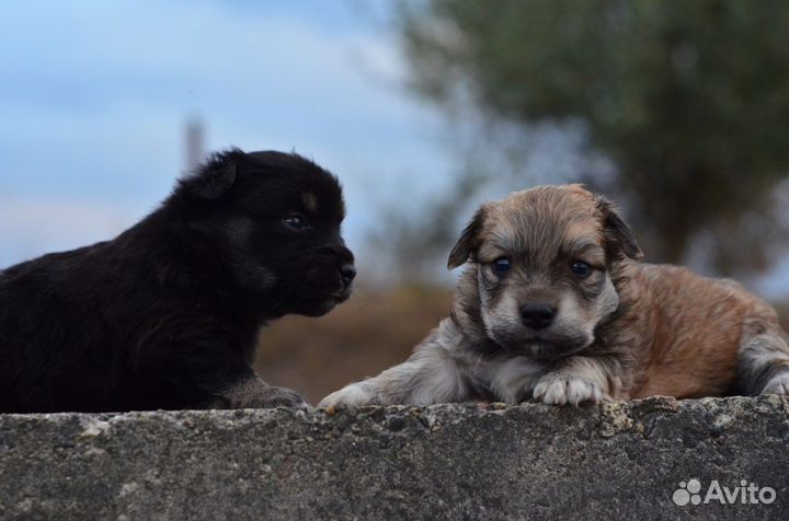 Милые щеночки