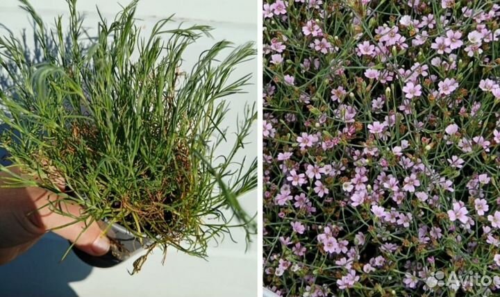 Садовые многолетние растения