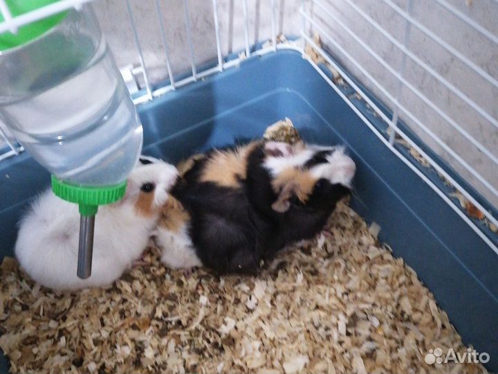 Морские свинки