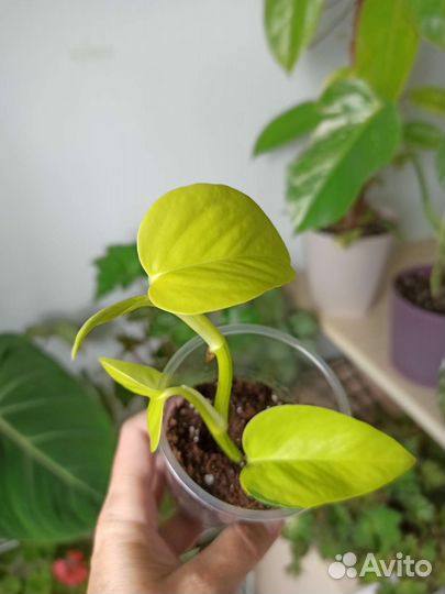 Монстера, эпипремнум, бегония, сингониум