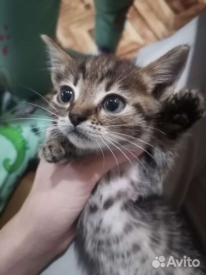 Коты в дар