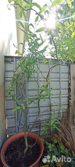 Ива извилистая свердловсая