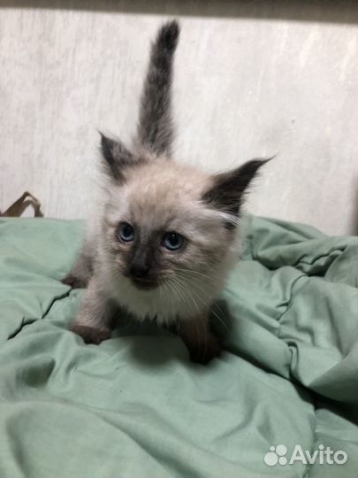 Котенок