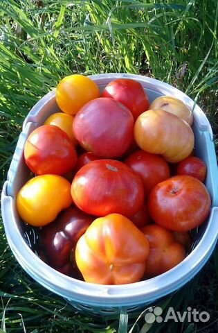 Семена коллекционных томатов и перцев