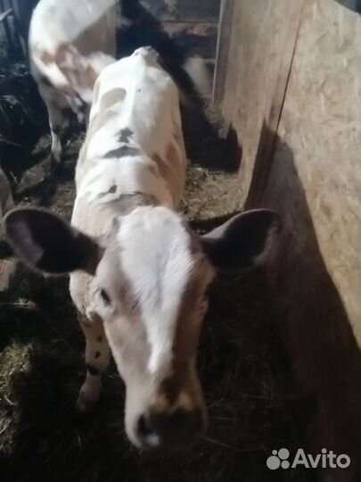 Корова стельная дойная