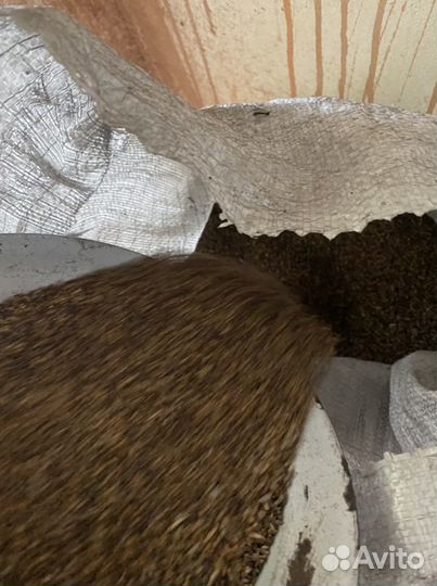 Продам люцерну сорта,Маныческая